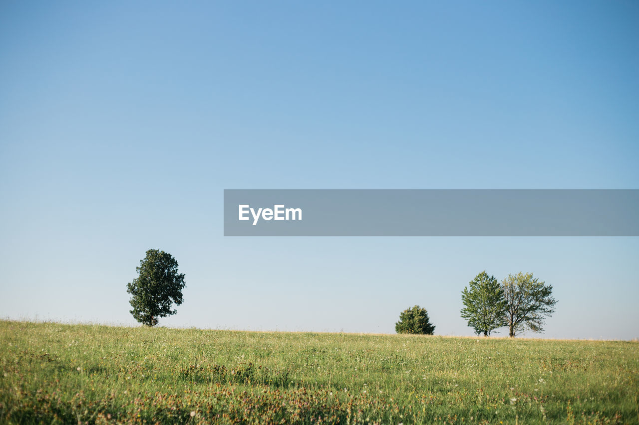 Trees on field against clear sky