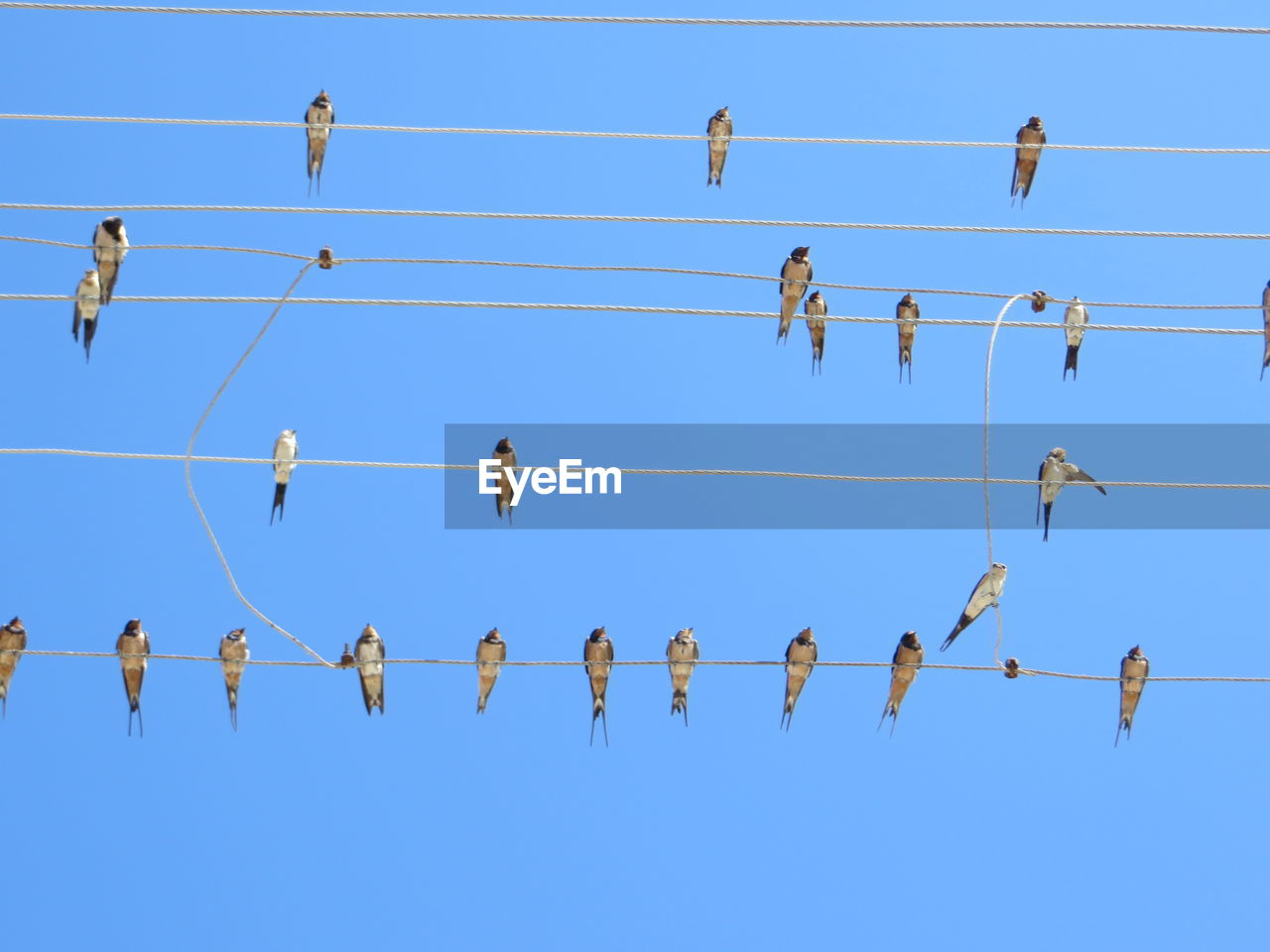 Low angle view of birds perching on power cables against clear blue sky
