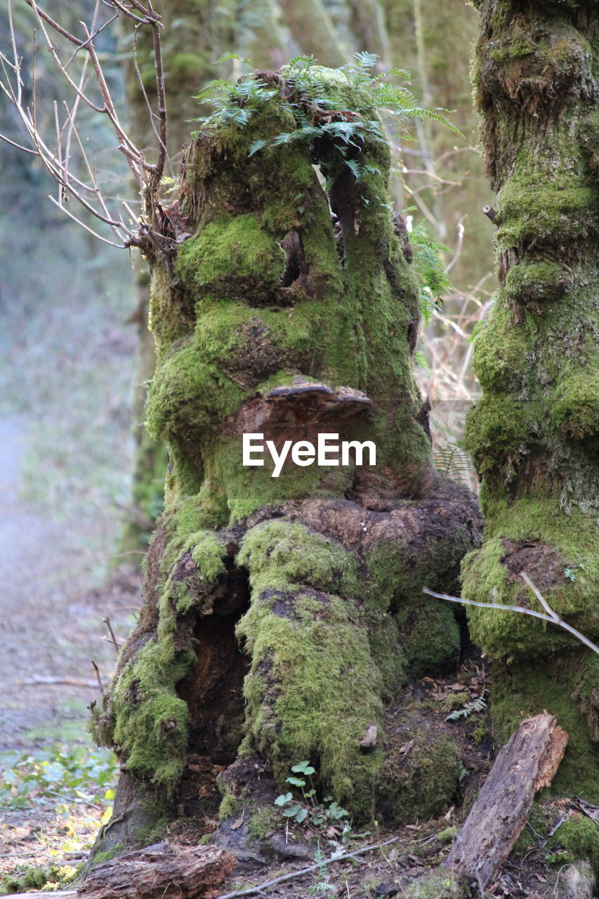 CLOSE-UP OF MOSS ON TREE TRUNK IN FOREST