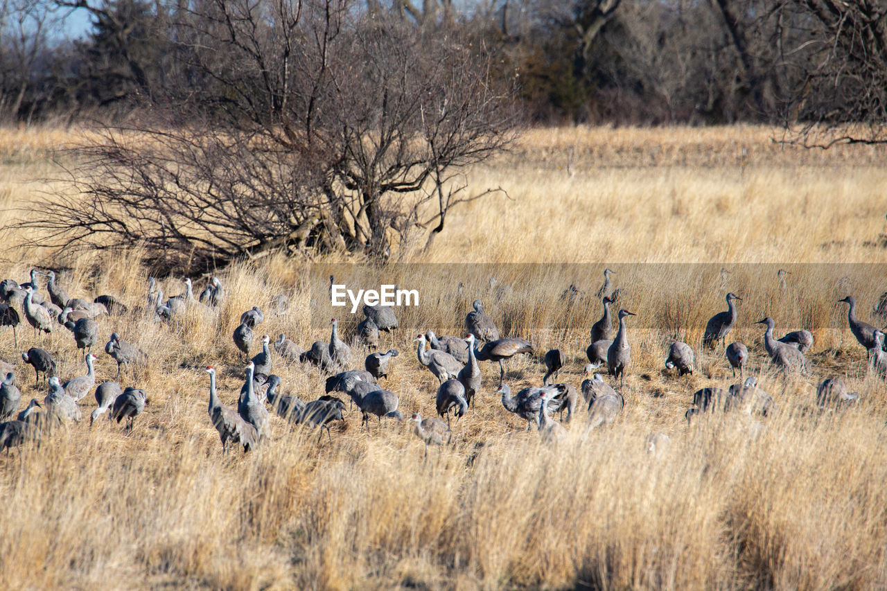 FLOCK OF BIRDS IN THE LAND