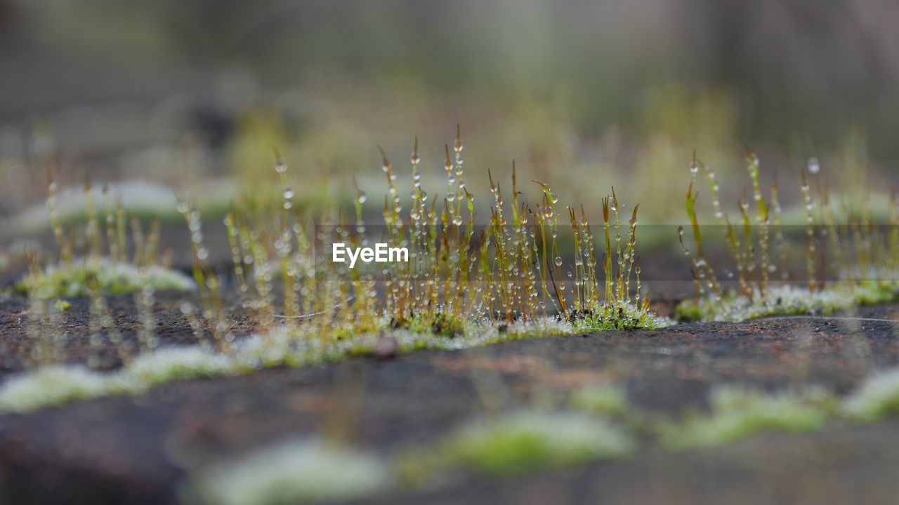 CLOSE-UP OF WET GRASS ON LAND