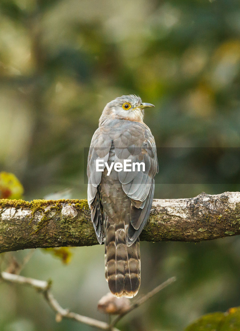 Close-up of bird perching on tree