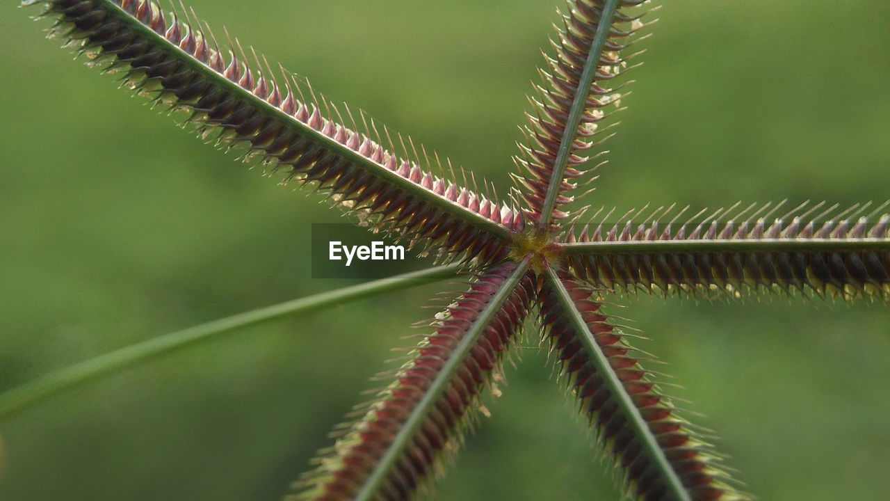 Close-up of plant