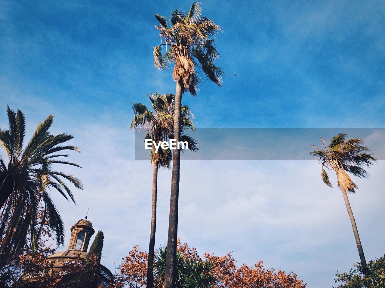 Low angle view of palm trees against cloudy sky