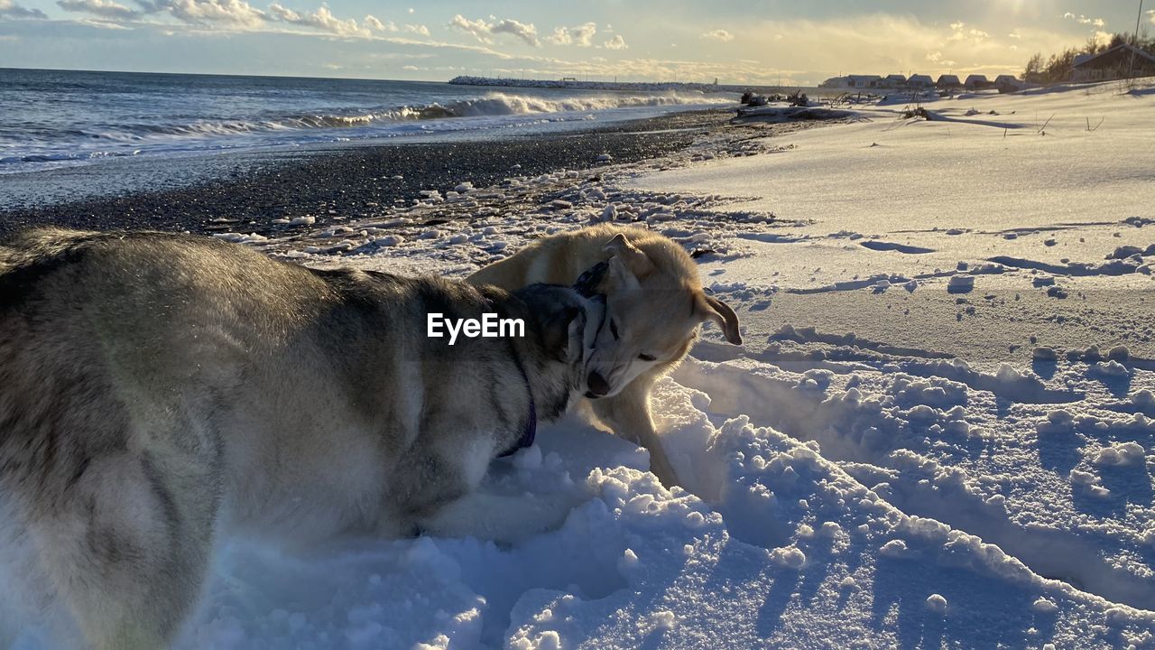 View of dog on snow covered land