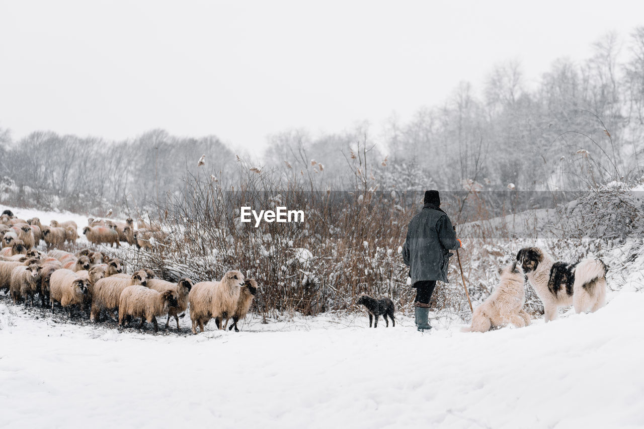 Rear view of shepherd and flock of sheep on snow covered land during winter