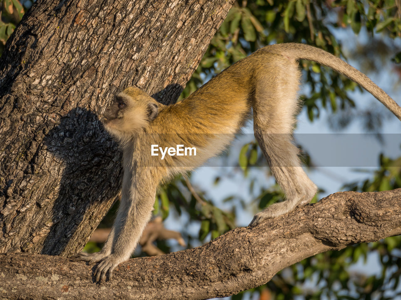 Close-up of vervet monkey stretching on tree, botswana, africa
