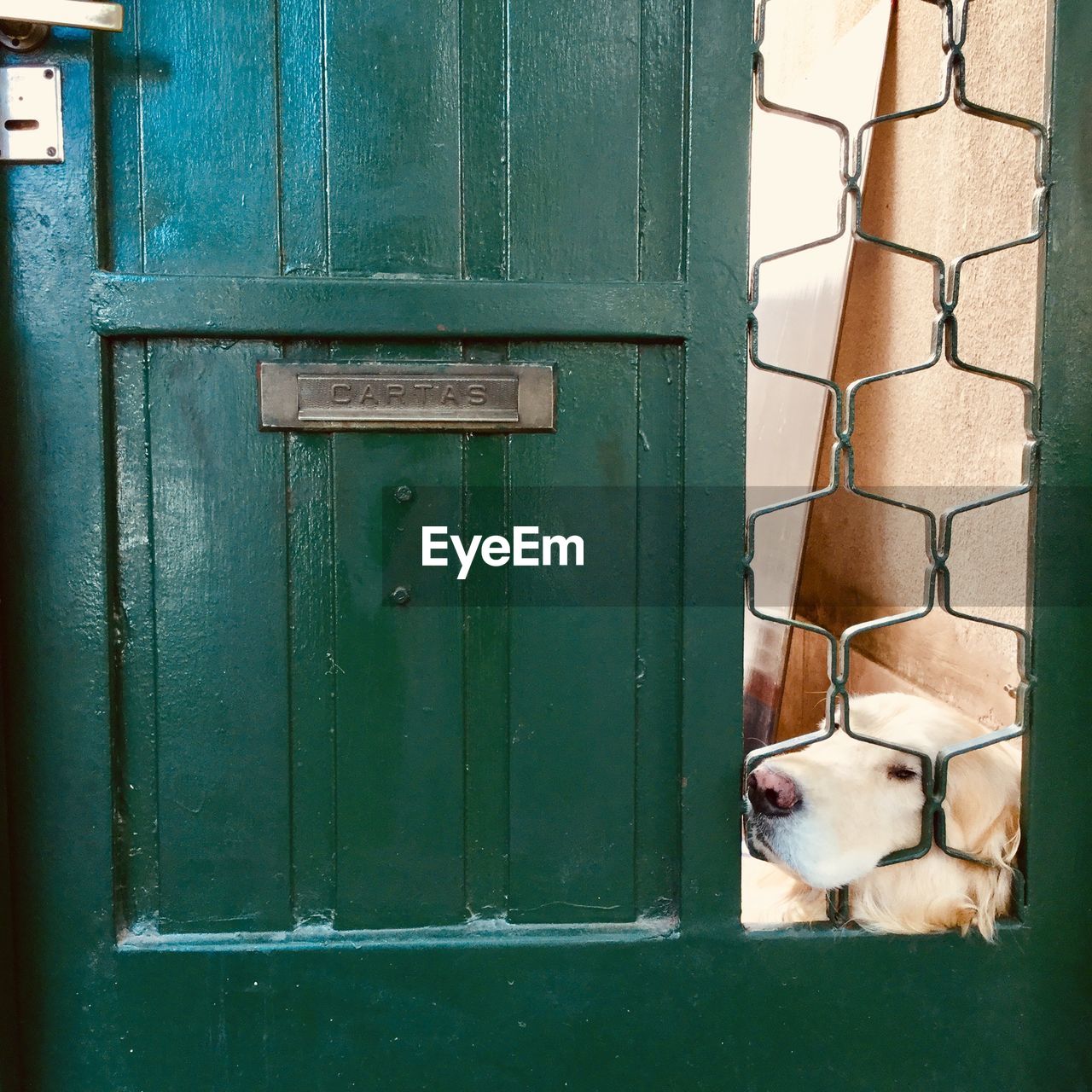 DOG LOOKING THROUGH DOOR