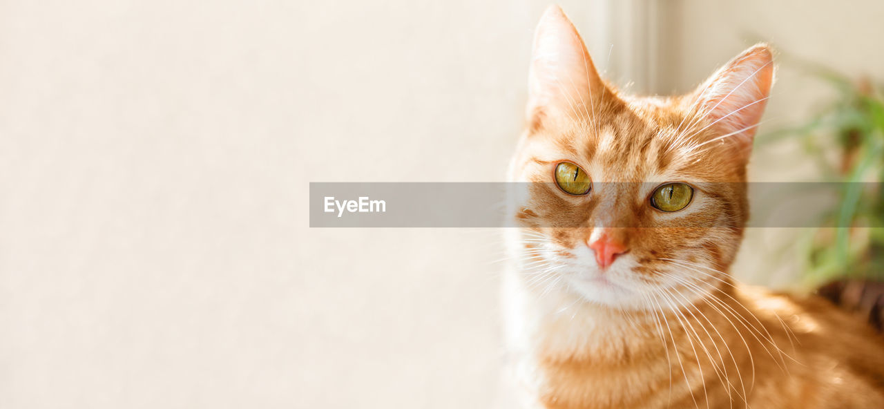 Close up portrait of ginger cat on window sill. fluffy pet and house plant with green leaves.