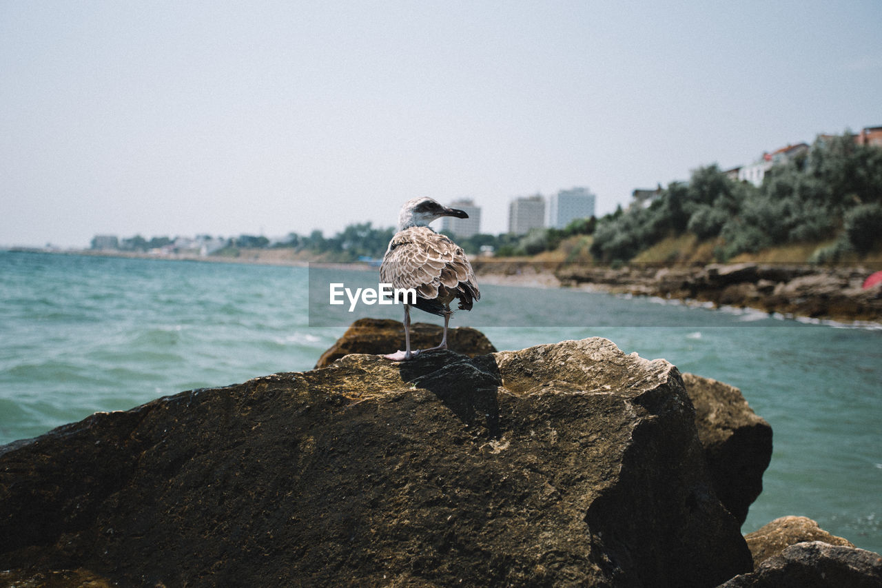 BIRD PERCHING ON ROCK AGAINST SEA
