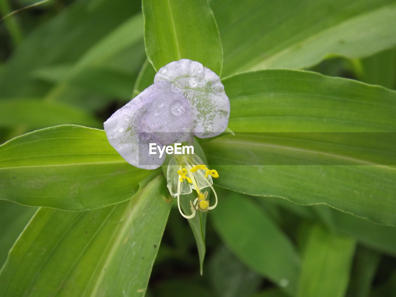 Close-up of flowers