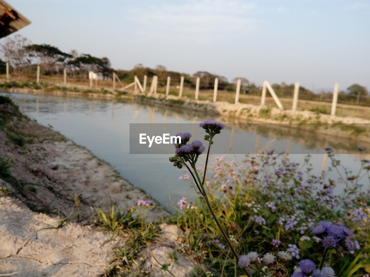 CLOSE-UP OF FLOWERS GROWING IN LAKE