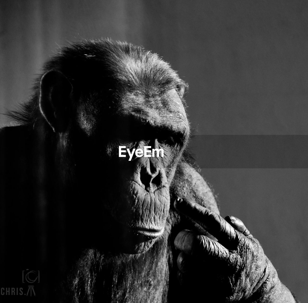 Close-up of gorilla at zoo