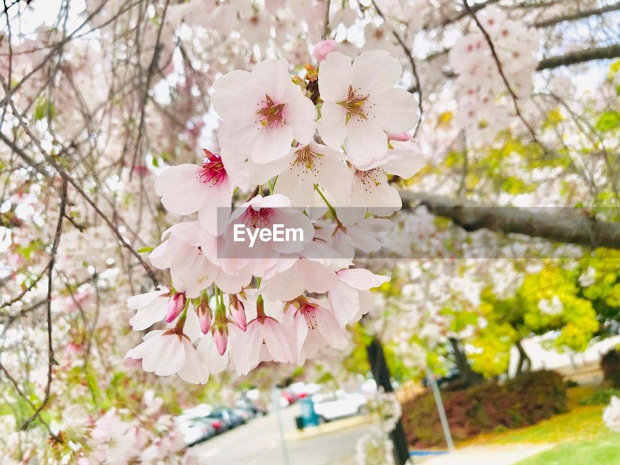 CHERRY BLOSSOMS IN SPRING