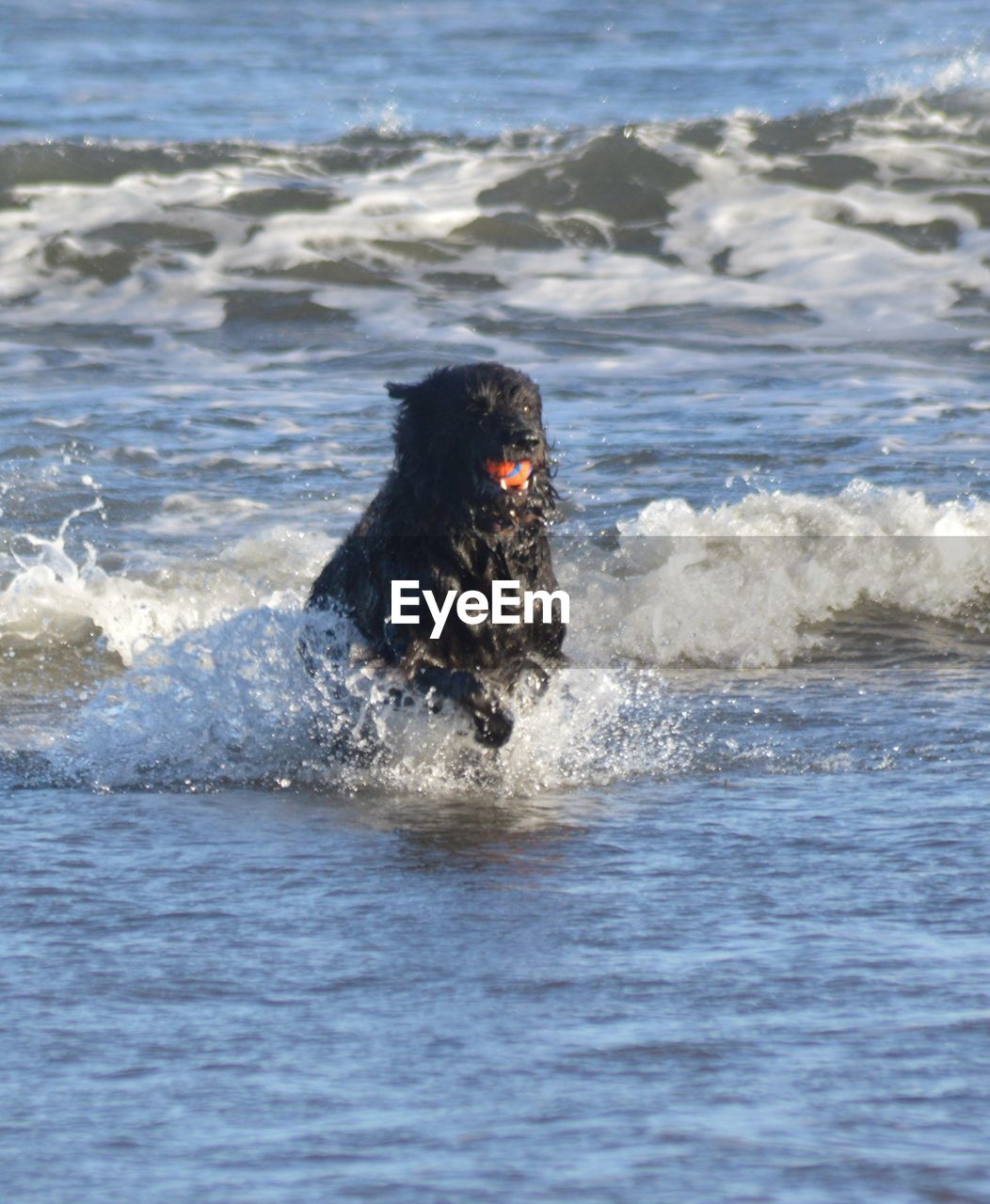 DOG SWIMMING IN WATER