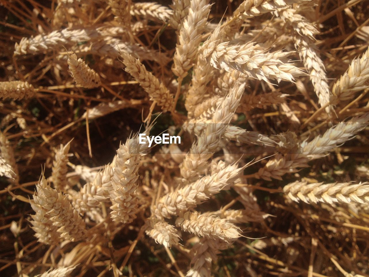 Close-up of wheat plants growing on field