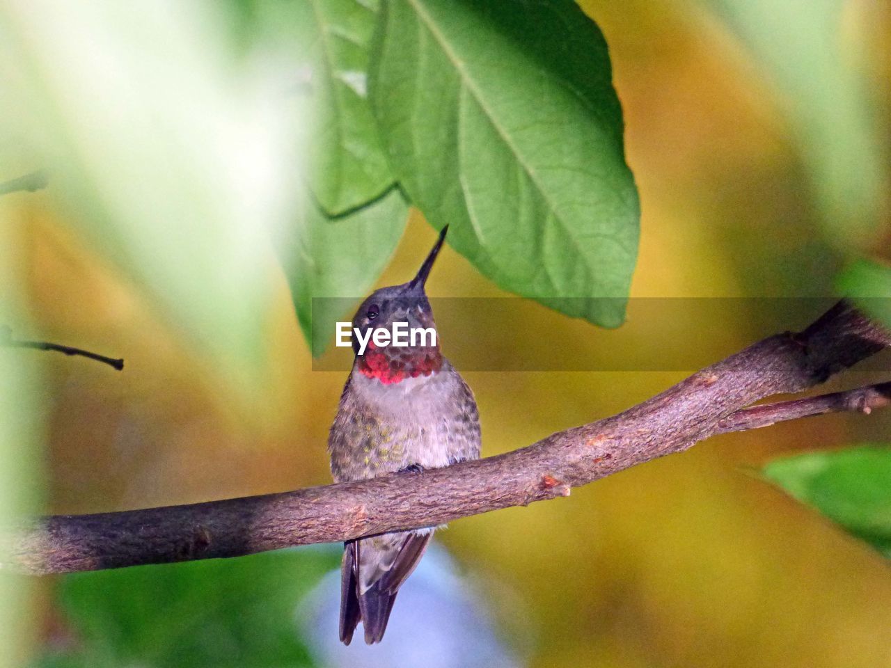 Close-up of bird perching on branch