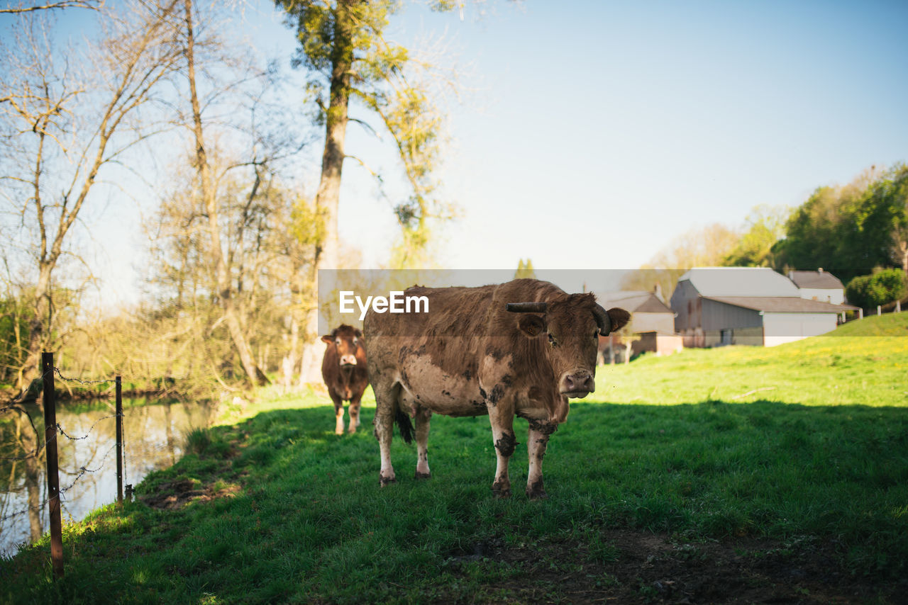 COWS GRAZING IN A FIELD