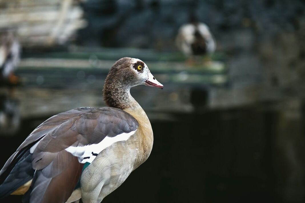 Close-up of a bird against blurred background