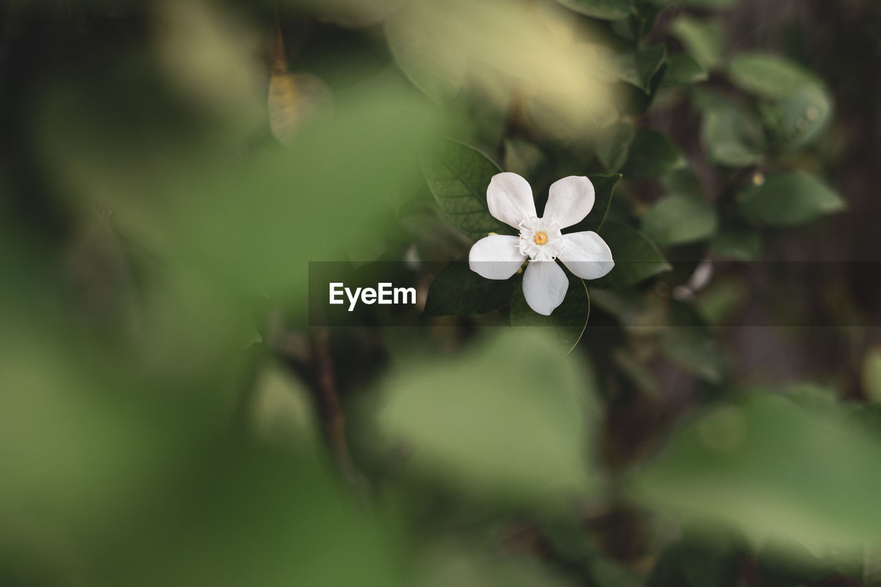 Close-up of white flowering plant