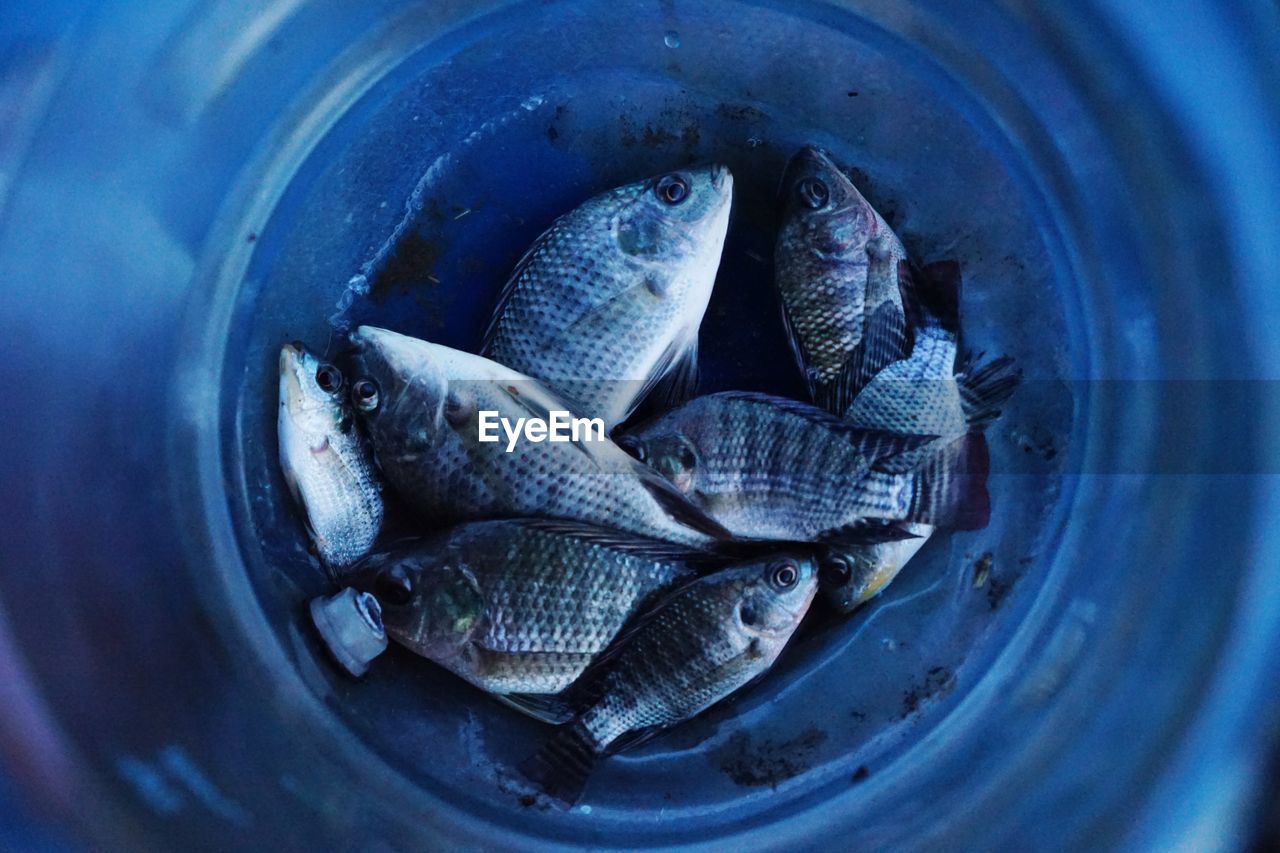 Directly above shot of fishes in container