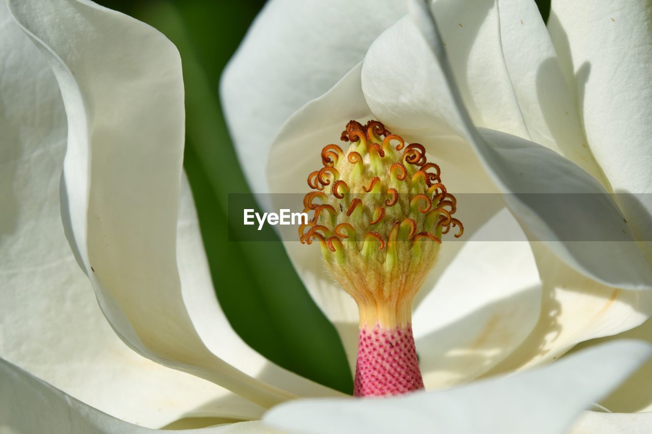 Close-up of white flower growing outdoors