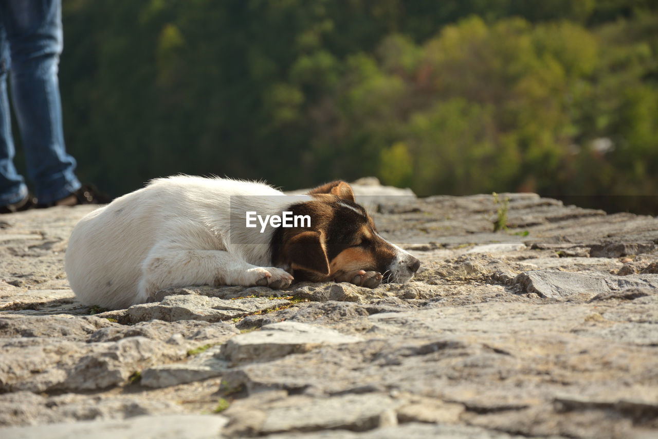 VIEW OF A DOG RESTING ON A CAT