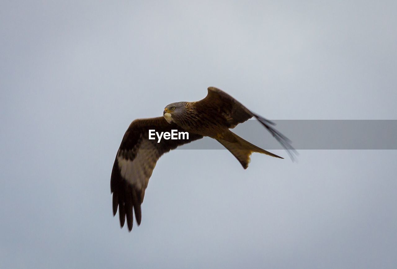 Low angle view of eagle against in sky