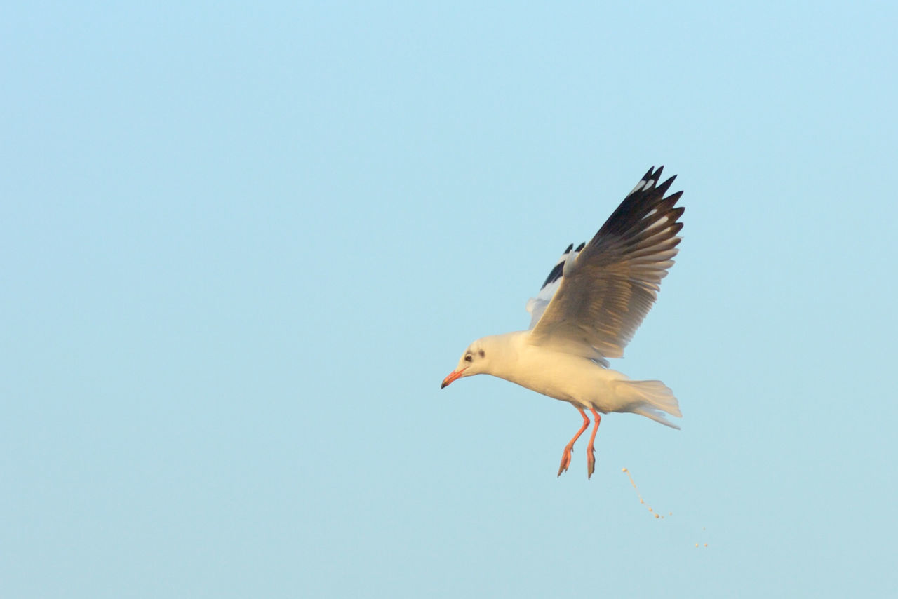 Low angle view of seagull flying against clear sky