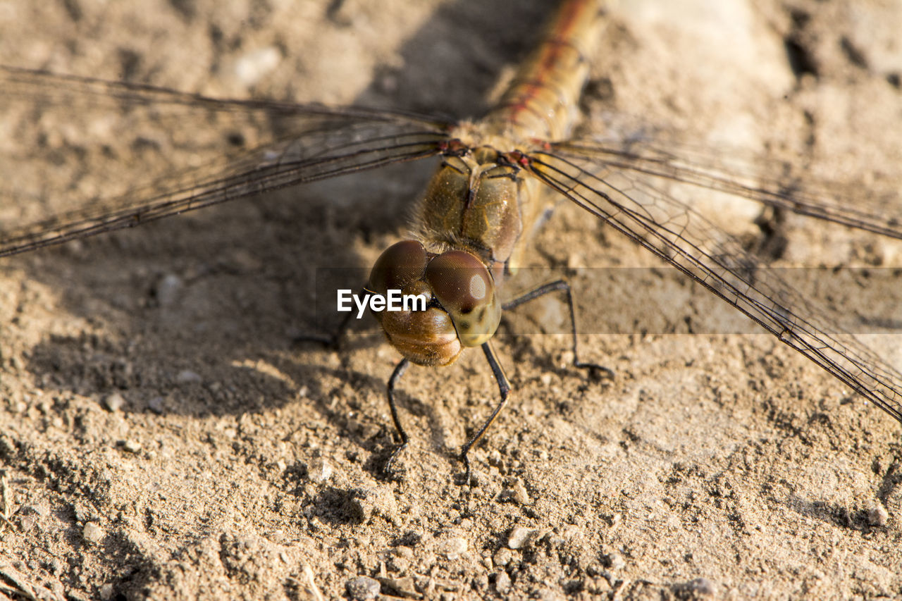 Close-up of dragonfly on ground