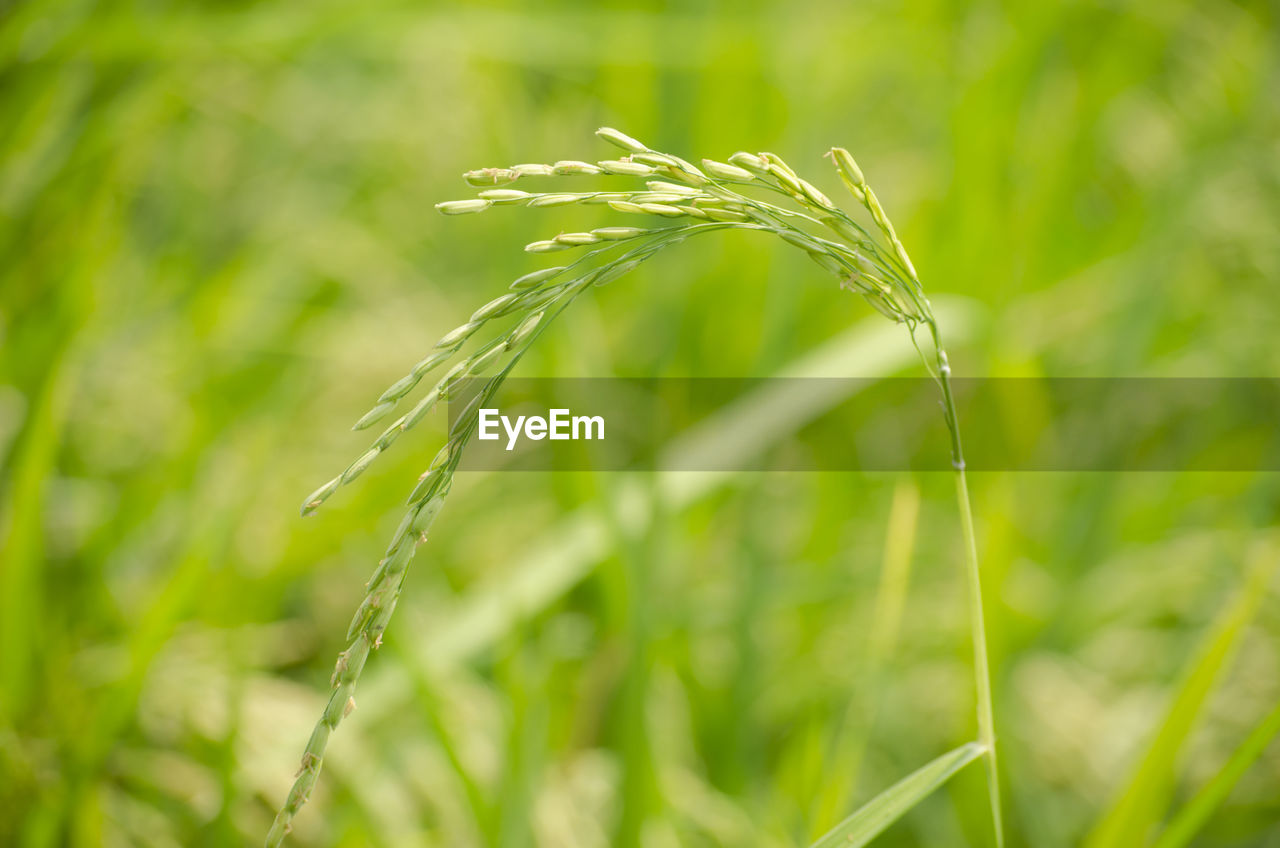 Jasmine rice in paddy field, yasothon, thailand