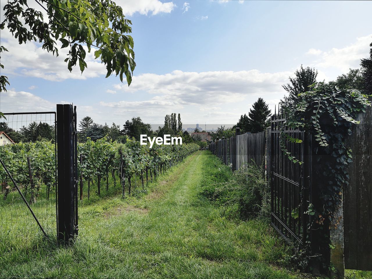 PANORAMIC SHOT OF TREES ON LAND AGAINST SKY