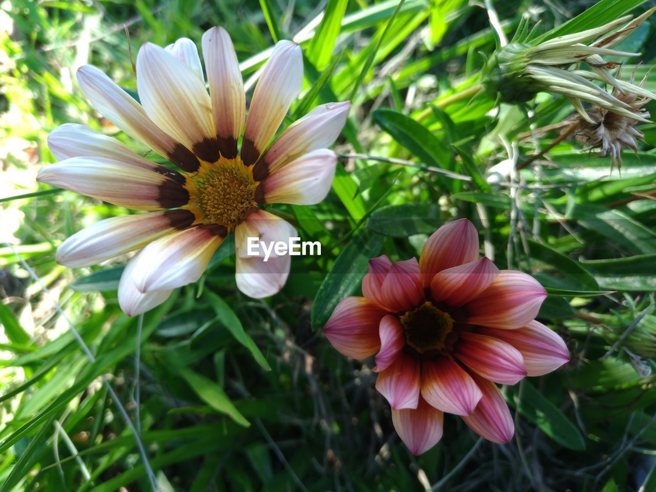 CLOSE-UP OF FLOWERING PLANTS