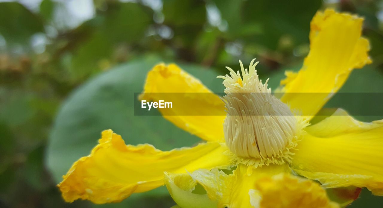 Close-up of yellow flower blooming outdoors