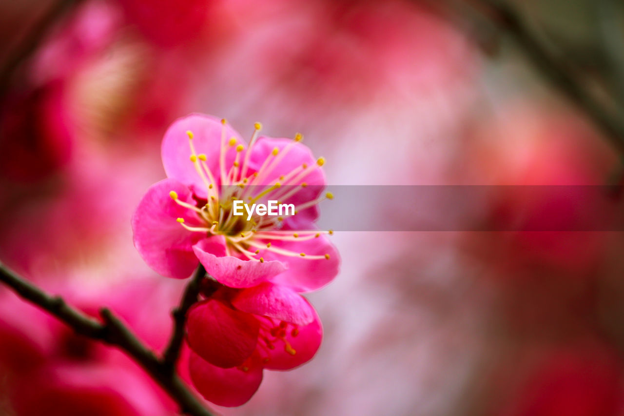 Close-up of pink cherry blossom