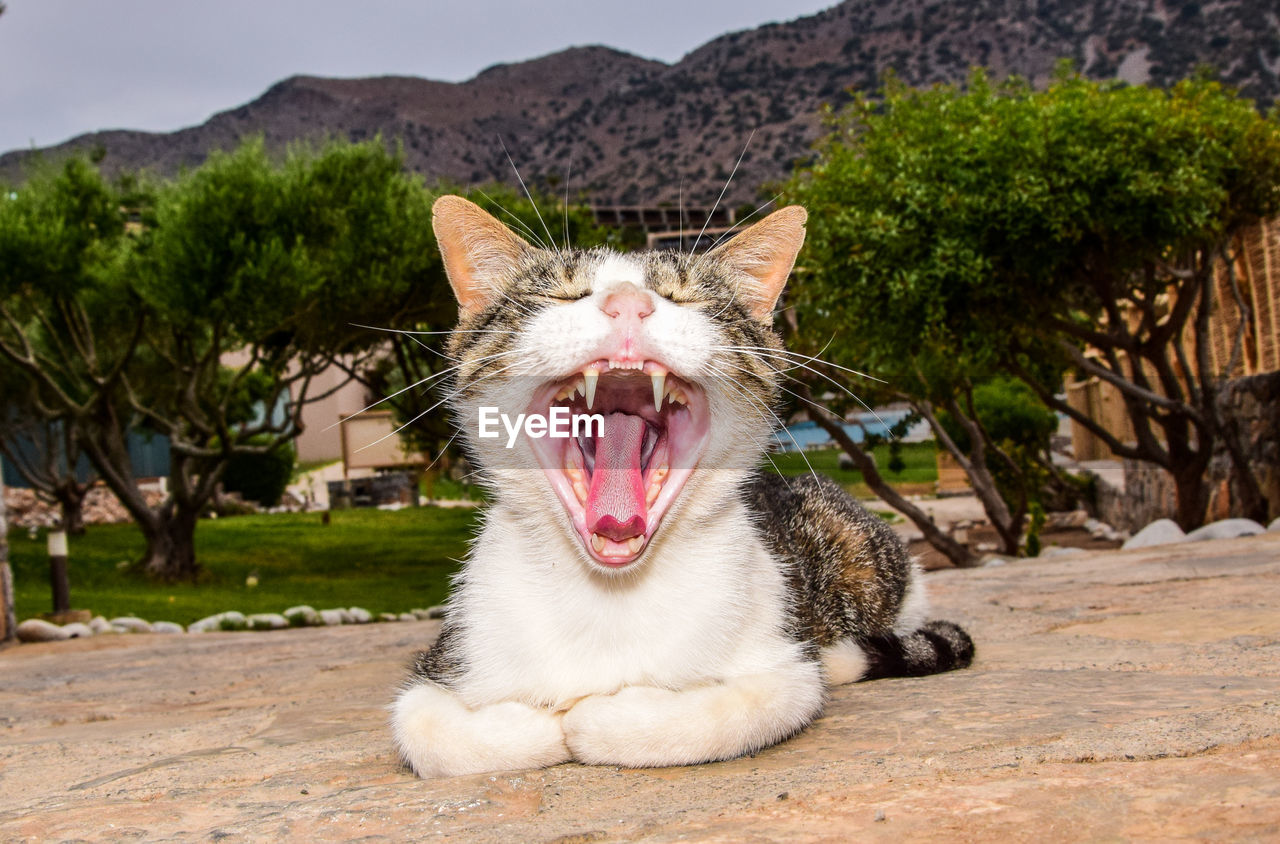 Cat yawning on field against mountains