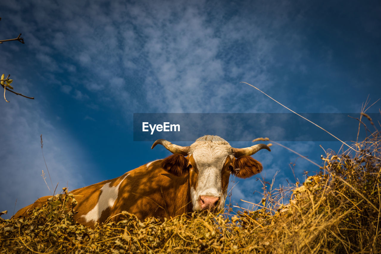 Low angle view of cow against sky