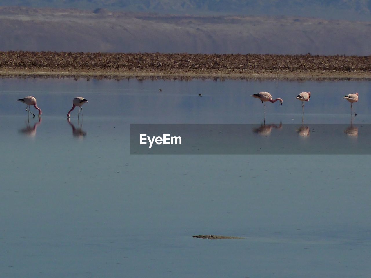 DUCKS IN LAKE