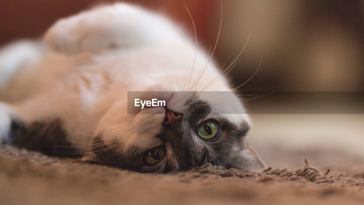 Close-up portrait of cat