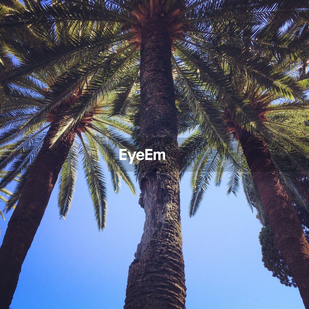 Palm trees against sky