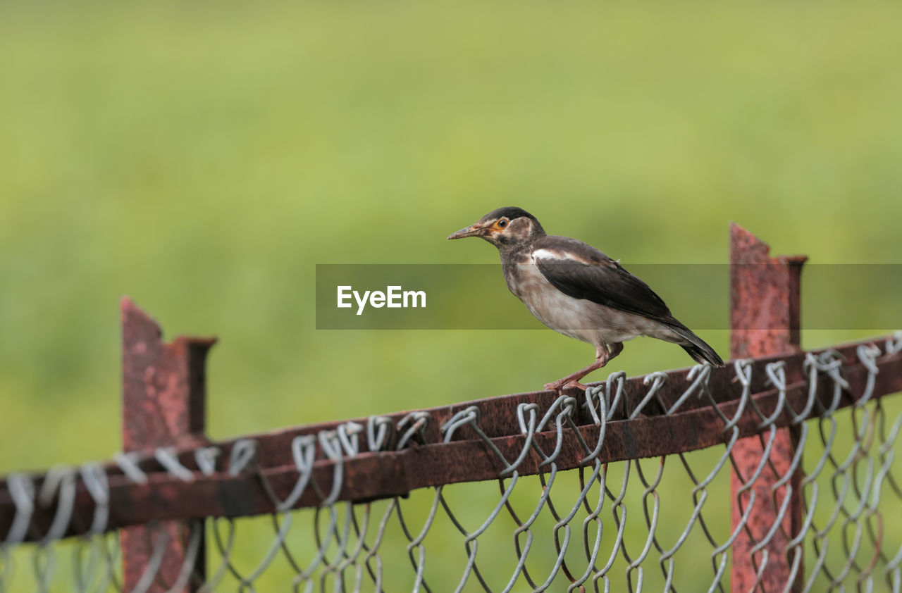 close-up of bird perching on wooden post