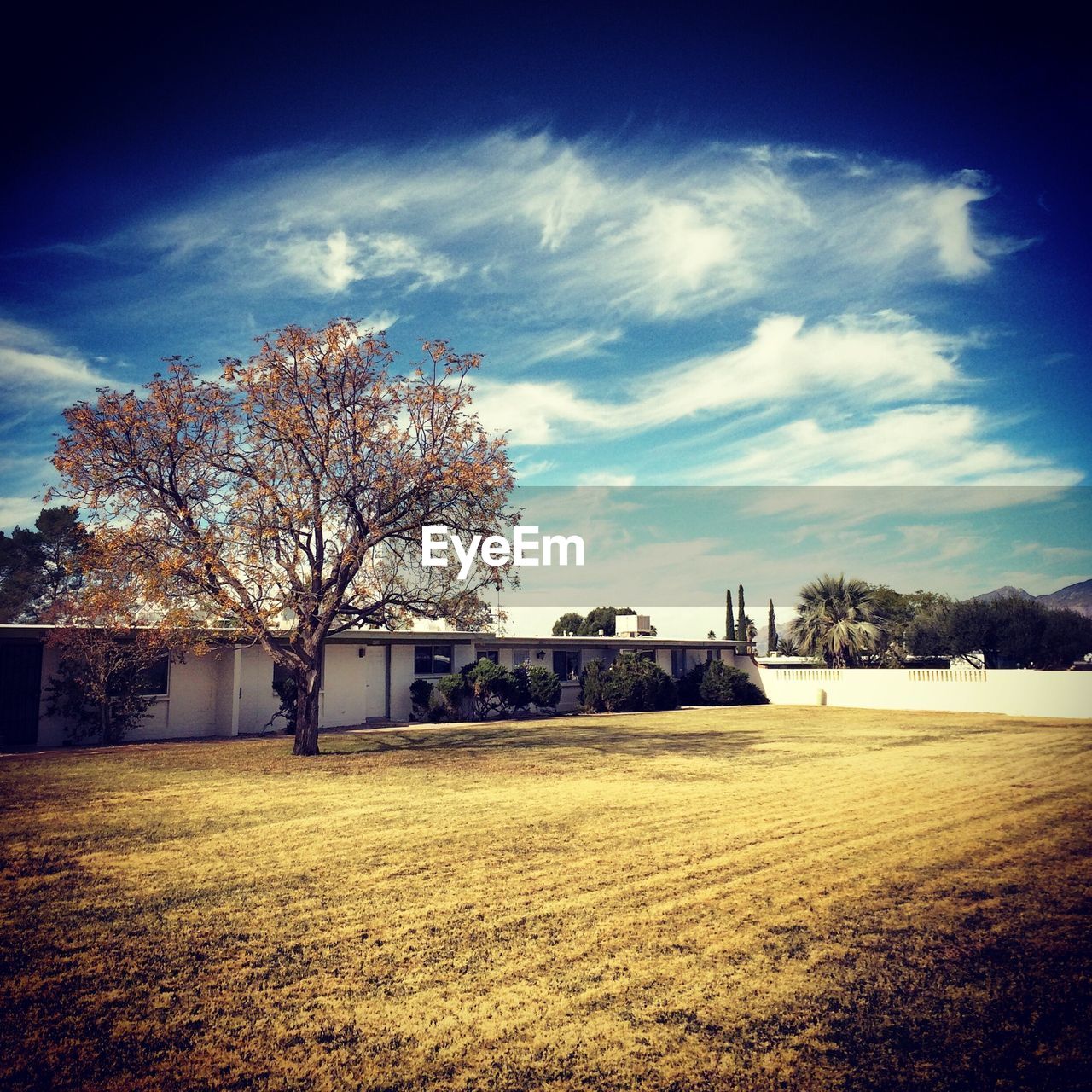 BARE TREES ON GRASSY FIELD AGAINST SKY