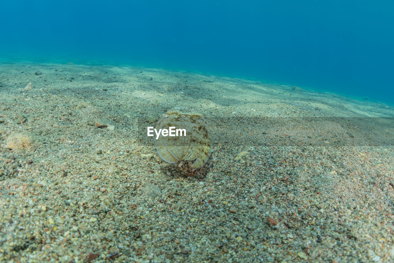 VIEW OF DEAD FISH