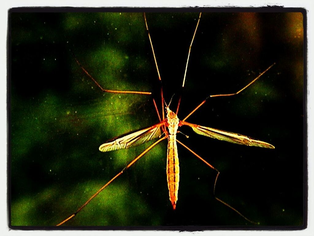 CLOSE-UP OF INSECT ON WALL