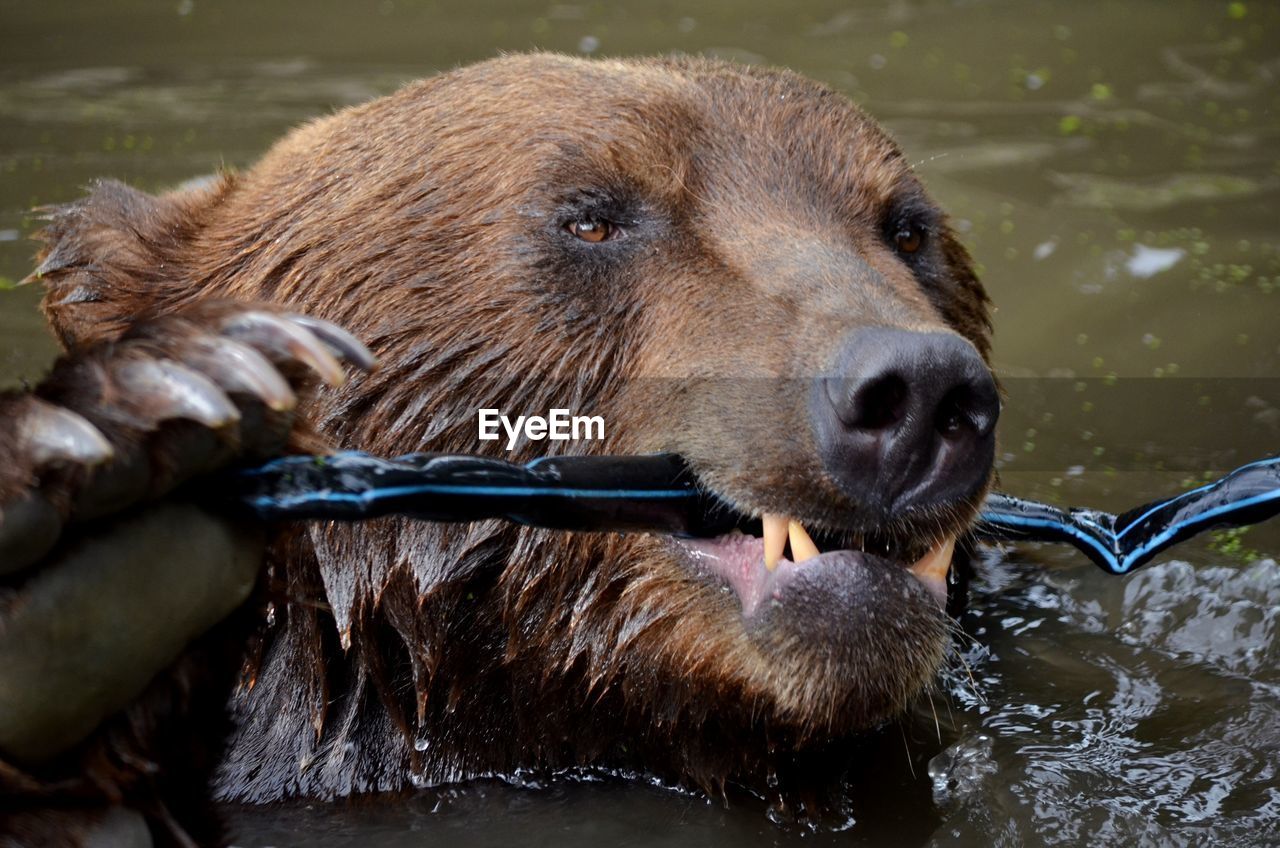 Close-up of bear in lake