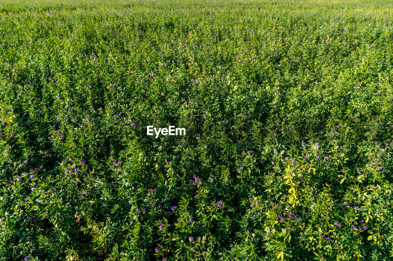 HIGH ANGLE VIEW OF PLANTS GROWING ON LAND