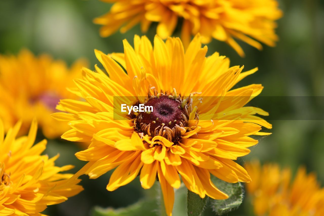 CLOSE-UP OF HONEY BEE ON SUNFLOWER