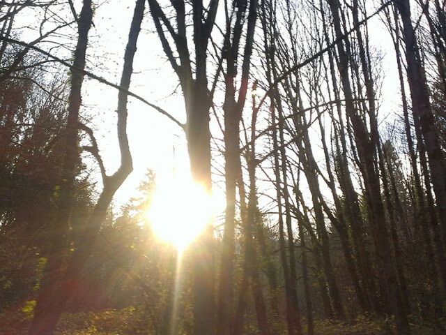 SUN SHINING THROUGH TREES IN FOREST