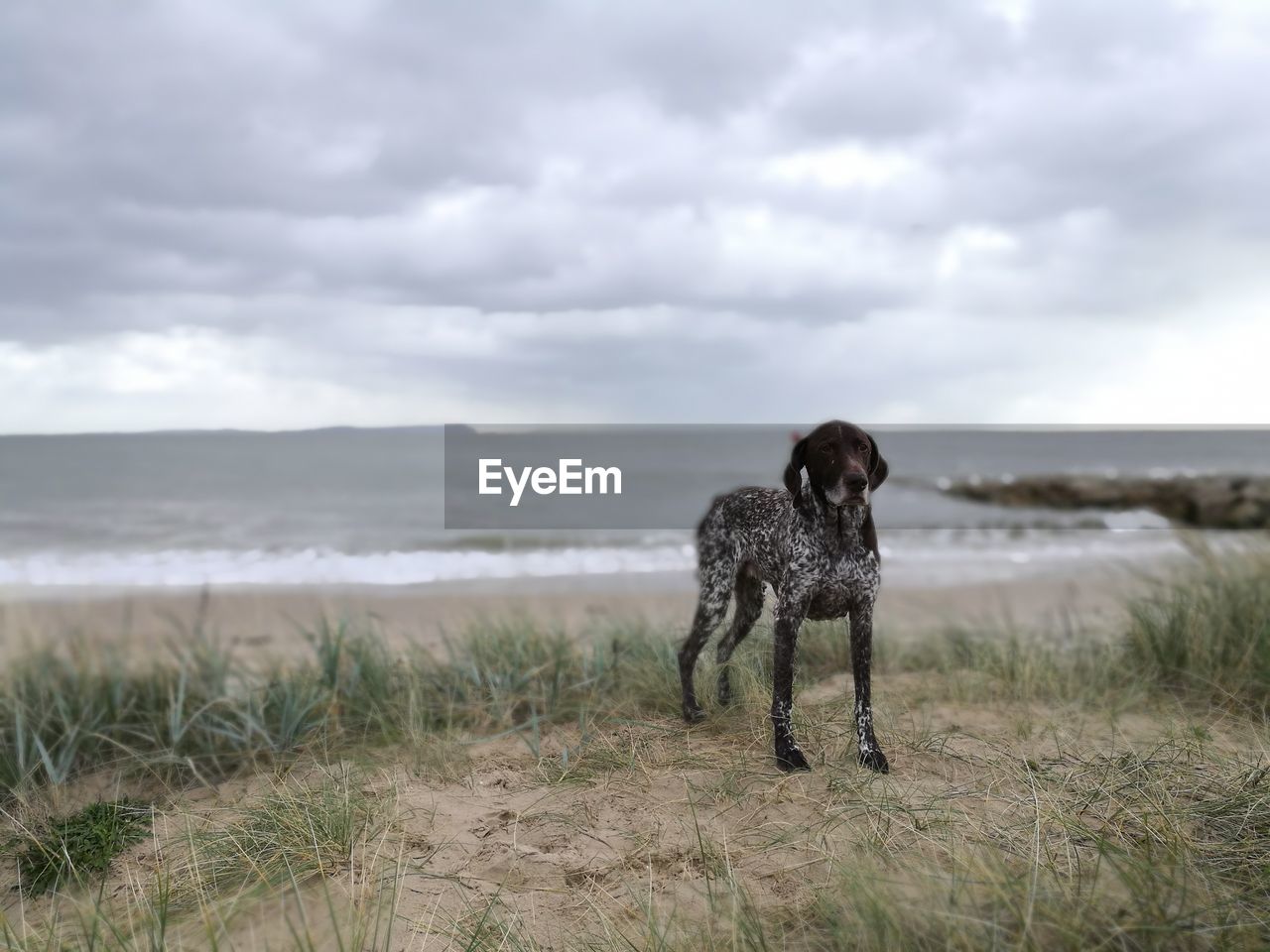 Dog standing on beach against sky