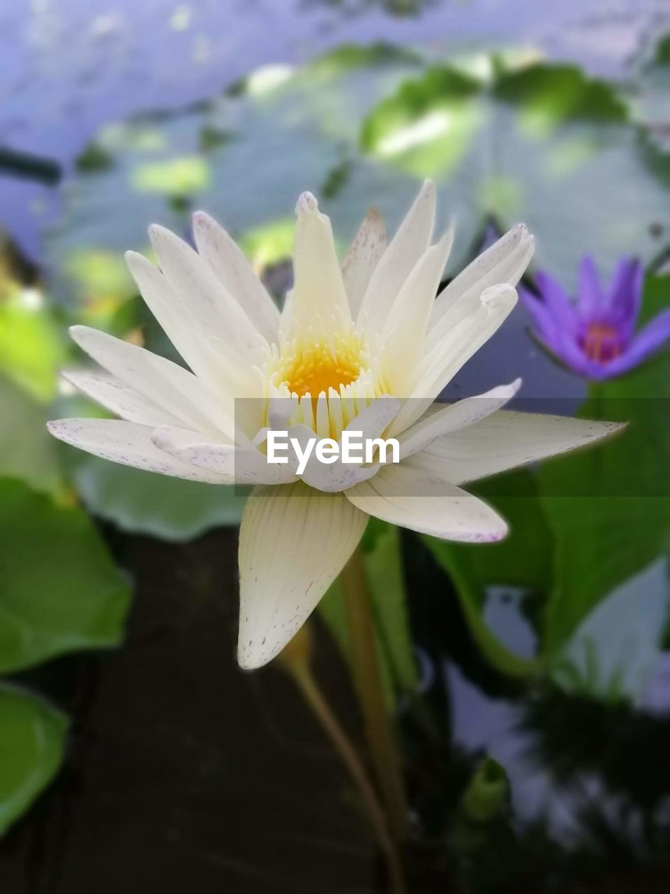 CLOSE-UP OF LOTUS WATER LILY